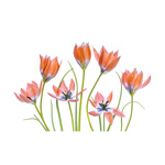 Apricot Tulips